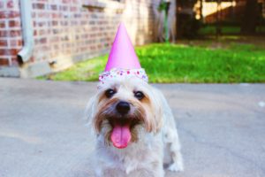 Puppy wearing a birthday hat!